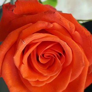 Meet your Posher, Bonnie